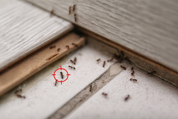 Best Pest Inspection Near Me  in Green Park, MO