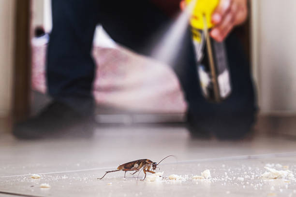 Best Flea Control Services  in Green Park, MO